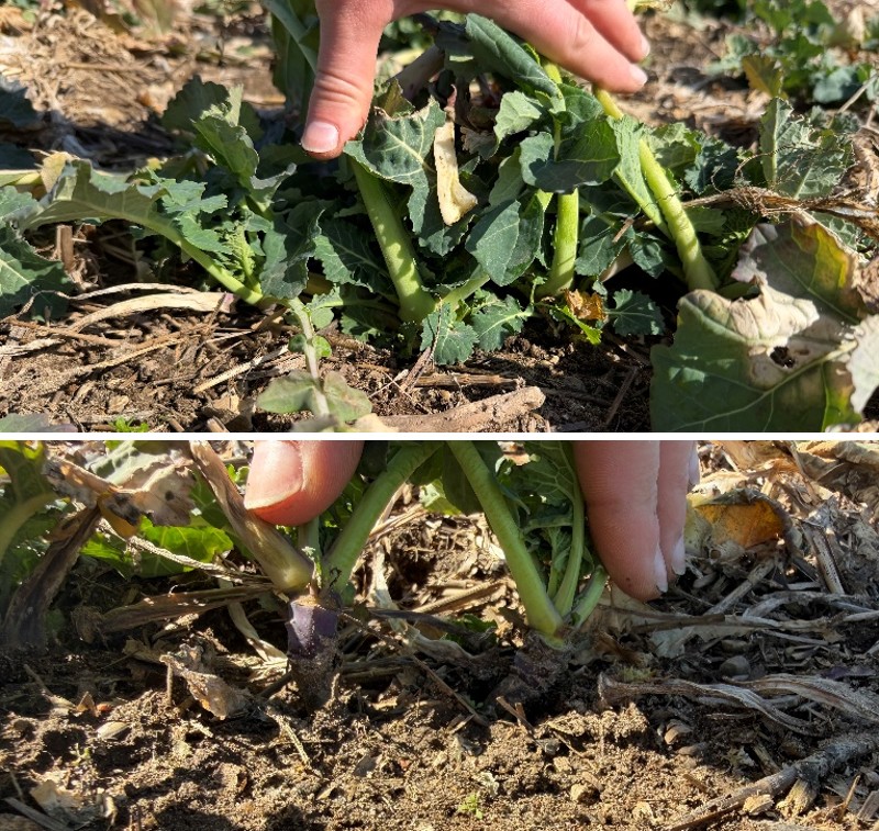 Close-up of canola plants with a hand lifting foliage to reveal crowns at the soil surface, showing differences between a healthy crown and a heaved crown exposed above the soil.